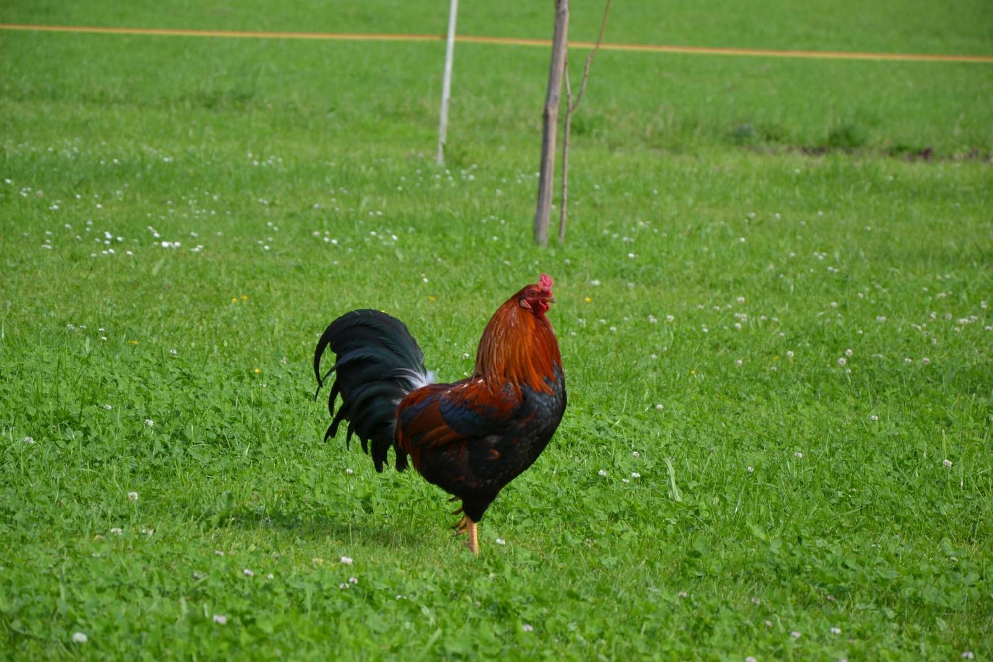 Kerschbaumergut Grossgmain Bagian luar foto